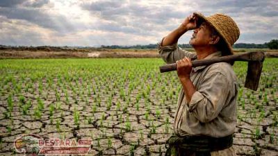 Menanti Hujan, Menjaga Harapan: Kisah Petani Barugaya di Sawah Kering
