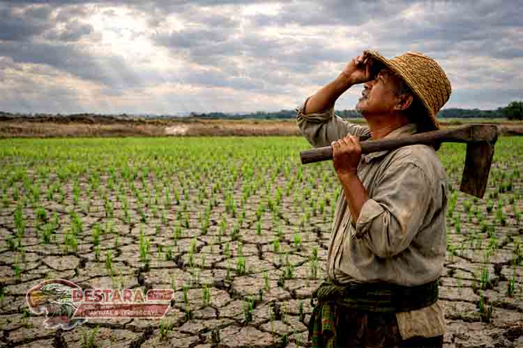 Menanti Hujan, Menjaga Harapan