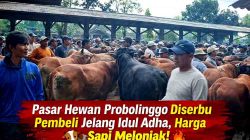 Menjelang Idul Adha, Pasar Hewan Probolinggo Dibanjiri Pembeli, Harga Sapi Merangkak Naik