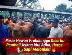 Menjelang Idul Adha, Pasar Hewan Probolinggo Dibanjiri Pembeli, Harga Sapi Merangkak Naik