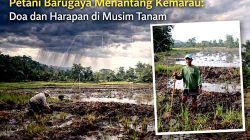 Petani Barugaya Menantang Kemarau: Doa dan Harapan di Musim Tanam