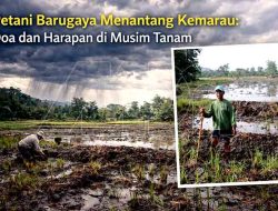 Petani Barugaya Menantang Kemarau: Doa dan Harapan di Musim Tanam