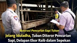 Sapi Hilang Bergiliran di Tuban