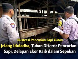 Jelang Iduladha, Tuban Mencekam! Delapan Sapi Raib Disikat Komplotan Misterius