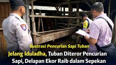 Sapi Hilang Bergiliran di Tuban