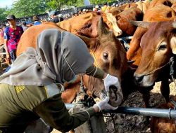 DKP2P Tuban Intensifkan Pengawasan Hewan Kurban Jelang Iduladha 1447 H