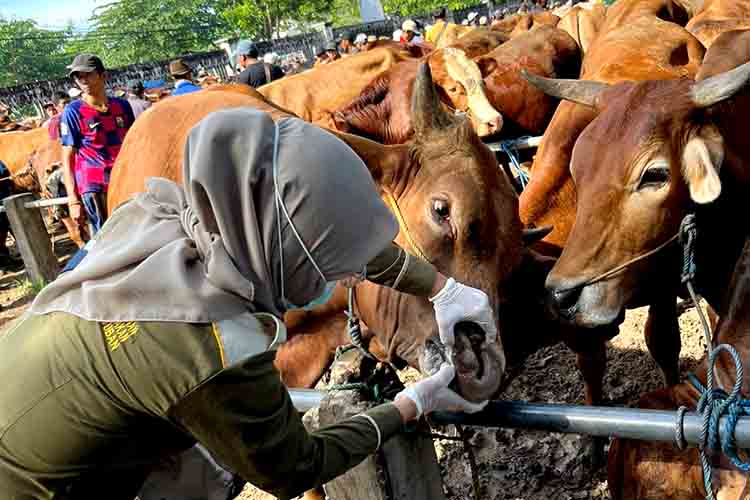 DKP2P Tuban Intensifkan Pengawasan Hewan Kurban Jelang Iduladha 1447 H MDN