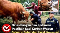 Dinas Pangan dan Pertanian Pastikan Sapi Kurban Wabup Sidoarjo Sehat dan Layak Konsumsi