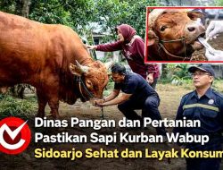 Dinas Pangan dan Pertanian Pastikan Sapi Kurban Wabup Sidoarjo Sehat dan Layak Konsumsi