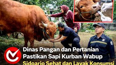 Dinas Pangan dan Pertanian Pastikan Sapi Kurban Wabup Sidoarjo Sehat dan Layak Konsumsi