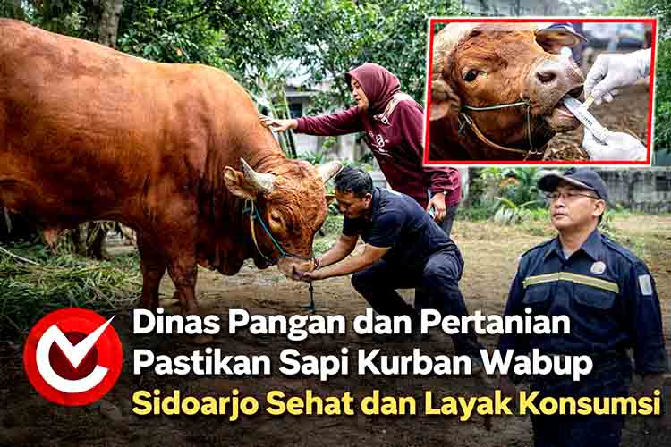 Dinas Pangan dan Pertanian Pastikan Sapi Kurban Wabup Sidoarjo Sehat dan Layak Konsumsi