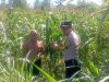 Bhabinkamtibmas Campurejo Turun ke Sawah, Dukung Ketahanan Pangan dan Serap Aspirasi Petani Jagung