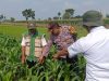 Jaga Hasil Panen Tetap Optimal, Polisi Turun ke Lahan Jagung di Kunjang