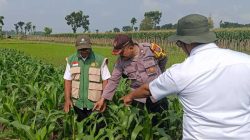 Jaga Hasil Panen Tetap Optimal, Polisi Turun ke Lahan Jagung di Kunjang