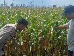 Polisi dan Petani Bersinergi, Bangun Ketahanan Pangan Berkelanjutan di Kediri