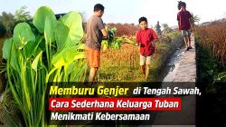 Memburu Genjer di Tengah Sawah, Cara Sederhana Keluarga Tuban Menikmati Kebersamaan