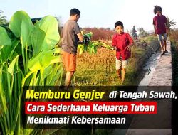 Memburu Genjer di Tengah Sawah, Cara Sederhana Keluarga Tuban Menikmati Kebersamaan