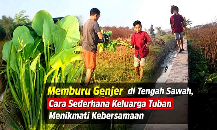 Memburu Genjer di Tengah Sawah