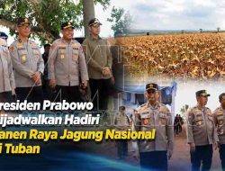 Presiden Prabowo Dijadwalkan Hadiri Panen Raya Jagung Nasional di Tuban