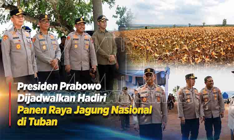 Panen raya jagung di Tuban MDN