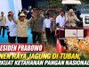 Presiden Prabowo Panen Raya Jagung di Tuban, Perkuat Ketahanan Pangan Nasional