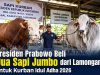 Presiden Prabowo Beli Dua Sapi Jumbo dari Lamongan untuk Kurban Idul Adha 2026