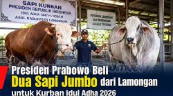 Presiden Prabowo Beli Dua Sapi Jumbo dari Lamongan untuk Kurban Idul Adha 2026
