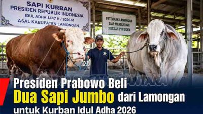 Presiden Prabowo Beli Dua Sapi Jumbo dari Lamongan untuk Kurban Idul Adha 2026