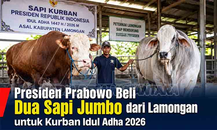Presiden Prabowo beli sapi jumbo