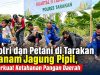 Polri dan Petani di Tarakan Tanam Jagung Pipil, Perkuat Ketahanan Pangan Daerah
