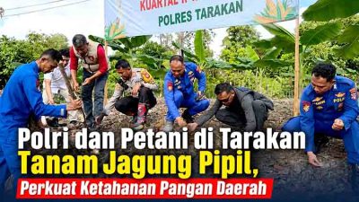 Sinergi Polisi dan Kelompok Tani, Jagung Pipil Ditanam di Kampung Satu Tarakan