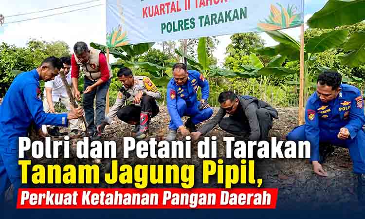 Sinergi Polisi dan Kelompok Tani, Jagung Pipil Ditanam di Kampung Satu Tarakan