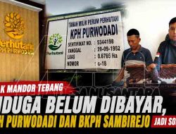 Hak Mandor Tebang Diduga Belum Dibayar, KPH Purwodadi dan BKPH Sambirejo Jadi Sorotan