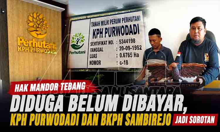 Sorotan sengketa hak mandor tebang MDN