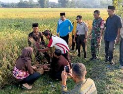 Wujud Syukur Hasil Pertanian, Babinsa Pangkur Ikuti Doa Bersama dan Methil Bareng