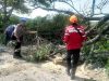 Respon Cepat Polsek Deket Tangani Pohon Tumbang di Jalur Nasional, Lalu Lintas Kembali Normal