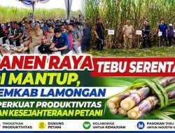 Bupati Lamongan Hadiri Panen Raya Tebu Serentak di Mantup, Dorong Peningkatan Produktivitas Petani