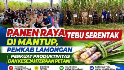 Bupati Lamongan Hadiri Panen Raya Tebu Serentak di Mantup, Dorong Peningkatan Produktivitas Petani