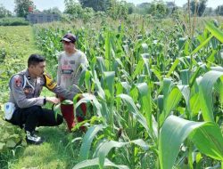 Polmas Dampingi Tanam Jagung Warga, Targetkan Panen maksimal untuk Ketahanan Pangan Desa Wonorejo