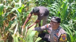 Jelang Panen, Bhabinkamtibmas Desa Petok Motivasi Petani Tingkatkan Hasil Produksi Jagung