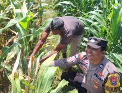 Jelang Panen, Bhabinkamtibmas Desa Petok Motivasi Petani Tingkatkan Hasil Produksi Jagung