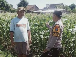 Hadapi Hama dan Gulma, Petani Jagung di Tulungrejo Dapat Pendampingan Bhabinkamtibmas