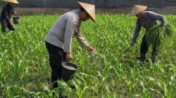 Pak Bhabin Penggerak Ketahanan Pangan, Dampingi Petani Jagung di Kota Malang