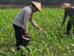 Pak Bhabin Penggerak Ketahanan Pangan, Dampingi Petani Jagung di Kota Malang