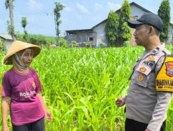 Cegah Gangguan Sejak Dini, Bhabinkamtibmas Desa Rembang Kepuh Dampingi Petani Jagung