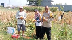 Hasil Nyata Pendampingan Bhabinkamtibmas, Petani Singonegaran Sukses Panen 5 Ton Jagung