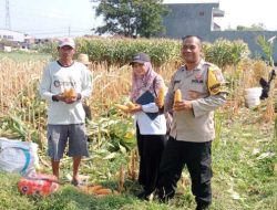 Hasil Nyata Pendampingan Bhabinkamtibmas, Petani Singonegaran Sukses Panen 5 Ton Jagung