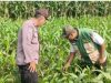 Kanit Binmas Polsek Kunjang Dampingi Kelompok Tani Jagung Dukung Program Ketahanan Pangan