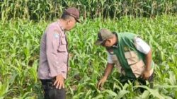 Kanit Binmas Polsek Kunjang Dampingi Kelompok Tani Jagung Dukung Program Ketahanan Pangan