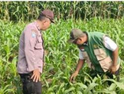 Kanit Binmas Polsek Kunjang Dampingi Kelompok Tani Jagung Dukung Program Ketahanan Pangan